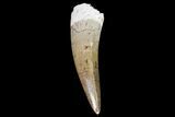 Killer, Phytosaur (Machaeroprosopus) Tooth Arizona #66405-1